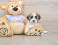5 week old Teddy Bear Puppy For Sale - Premier Pups