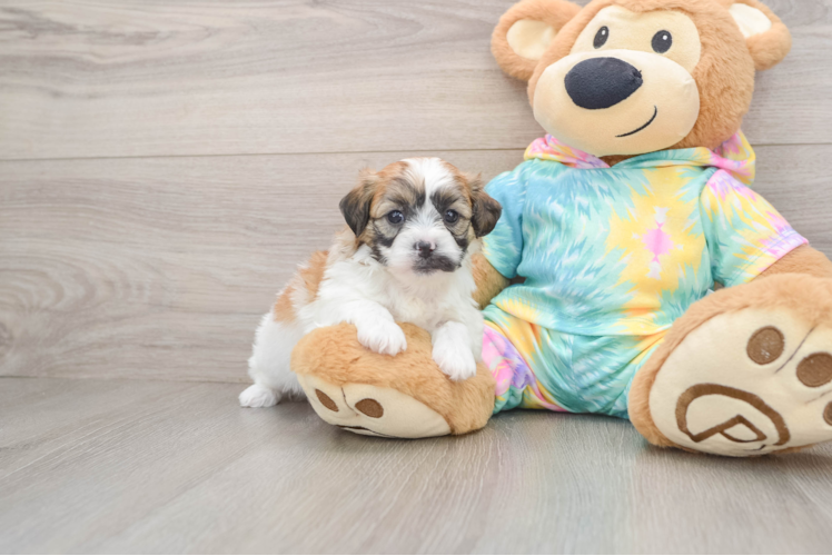 Teddy Bear Pup Being Cute