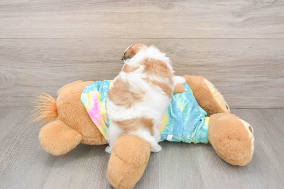 Sweet Teddy Bear Baby