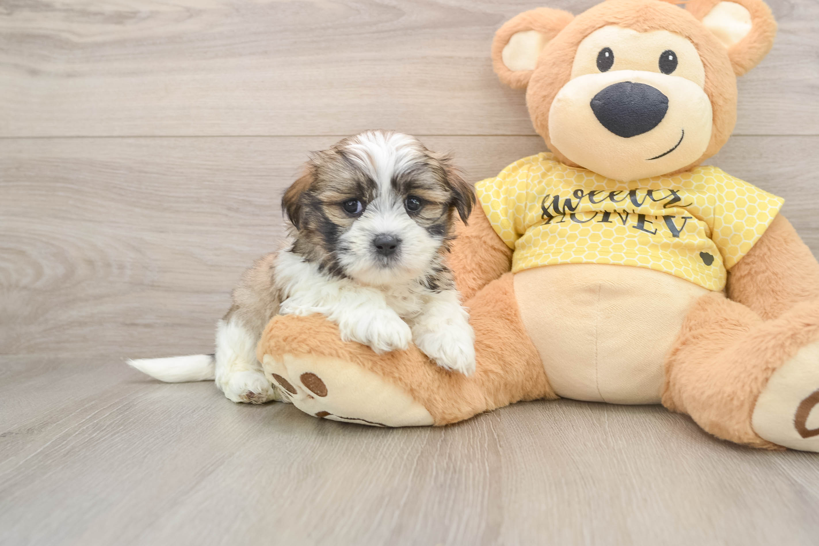 Fluffy Teddy Bear Designer Pup
