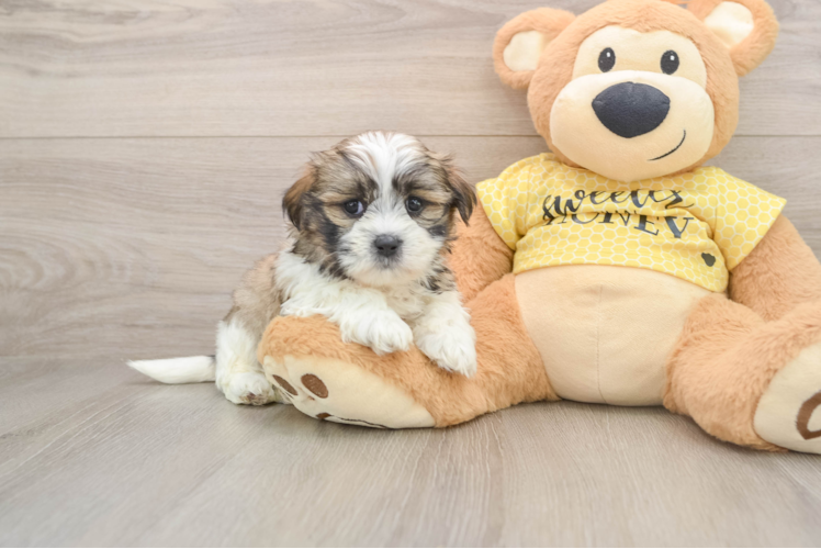 Fluffy Teddy Bear Designer Pup