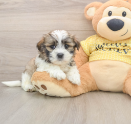 6 week old Teddy Bear Puppy For Sale - Premier Pups