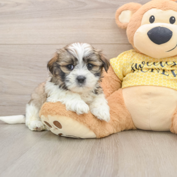 Fluffy Teddy Bear Designer Pup