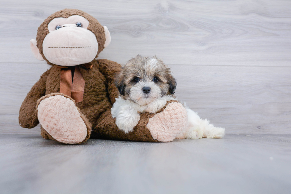 Fluffy Teddy Bear Designer Pup