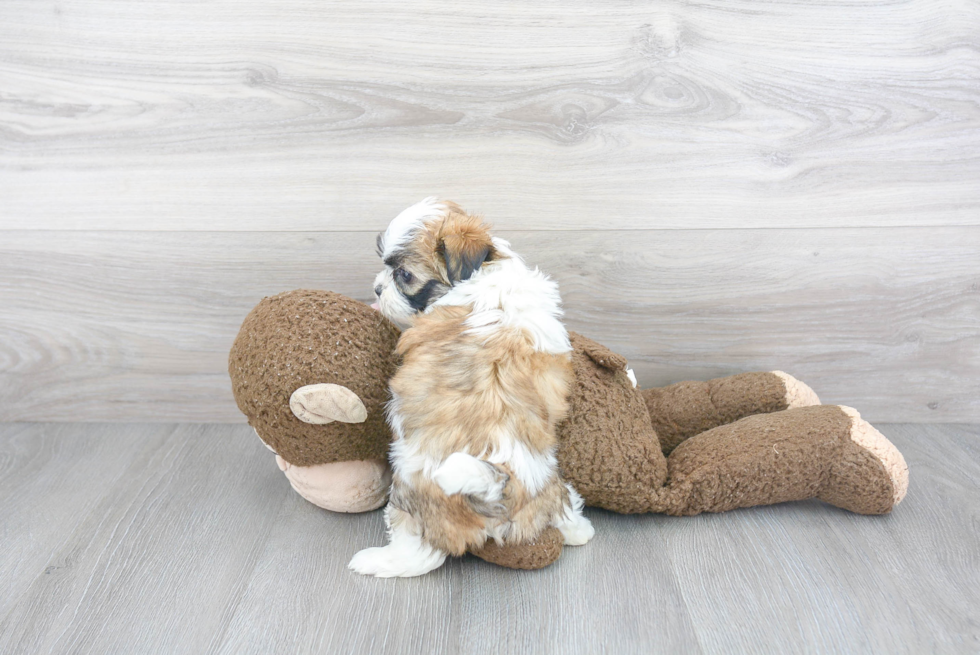 Teddy Bear Pup Being Cute