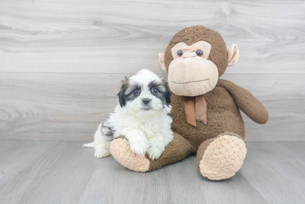 Teddy Bear Pup Being Cute