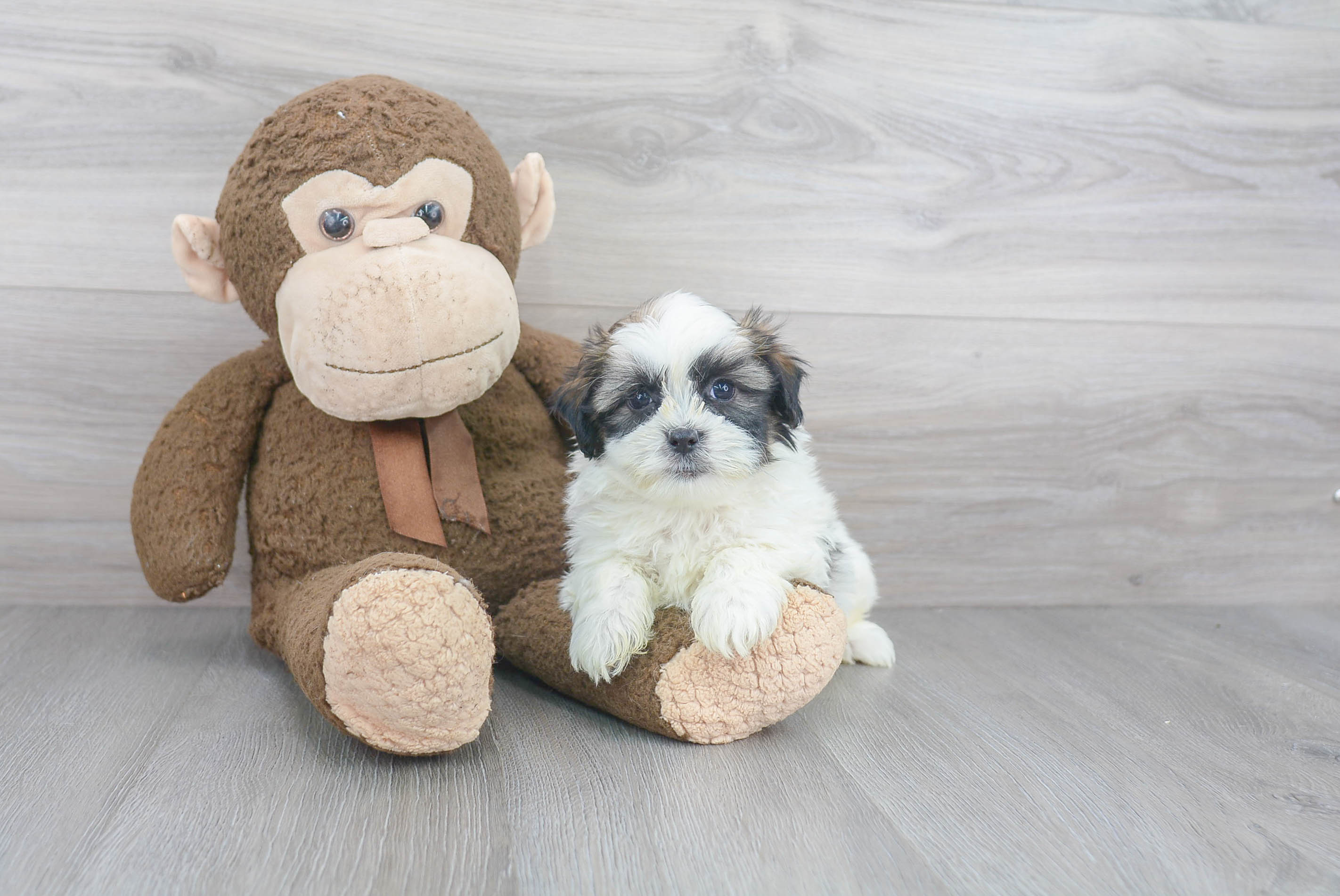 Sweet Teddy Bear Baby