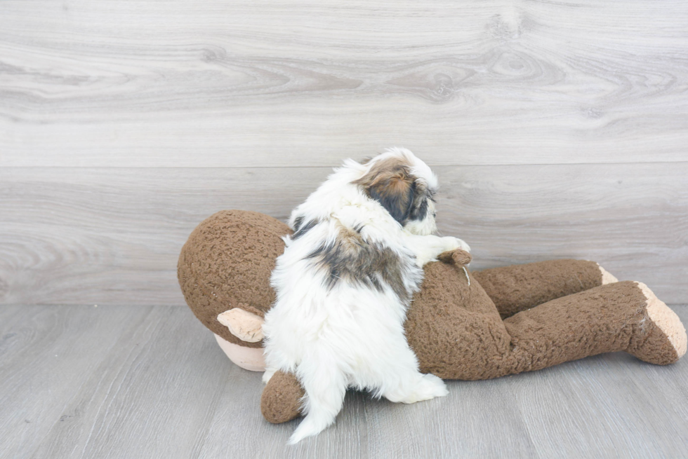 Funny Teddy Bear Designer Pup