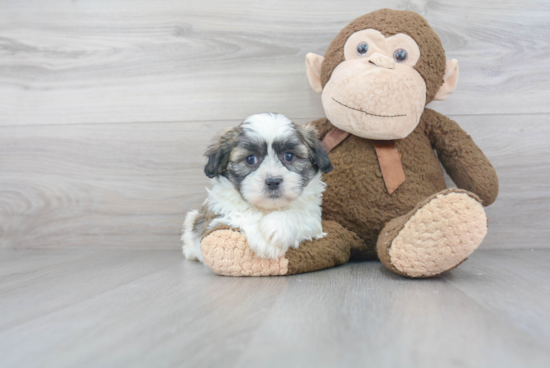 Teddy Bear Pup Being Cute