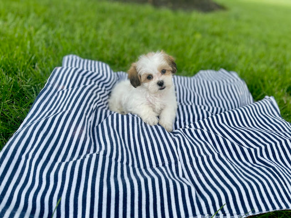 Teddy Bear Pup Being Cute