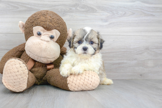 Teddy Bear Pup Being Cute