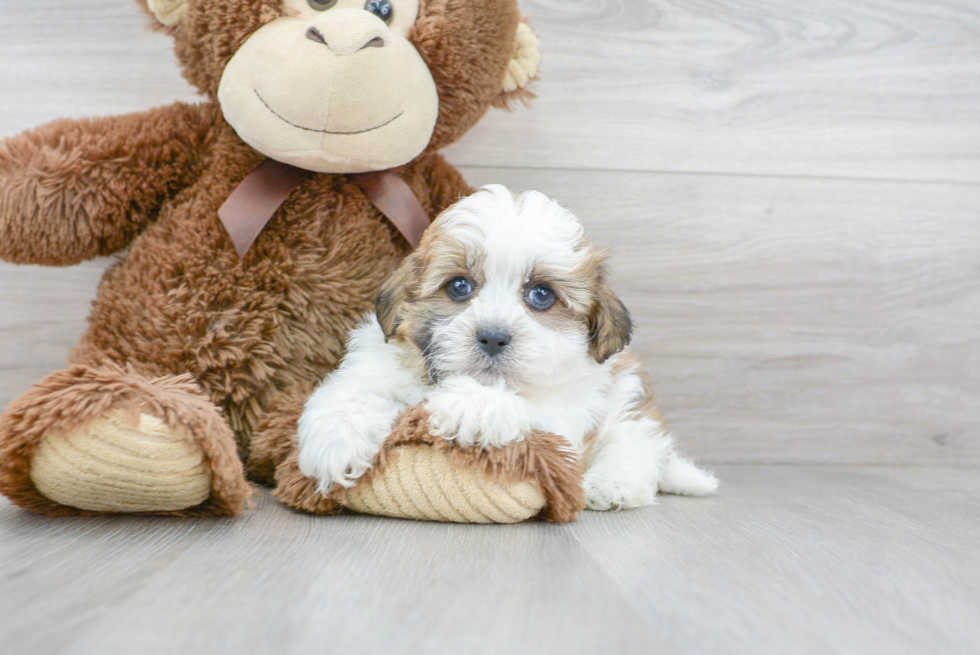 Teddy Bear Pup Being Cute