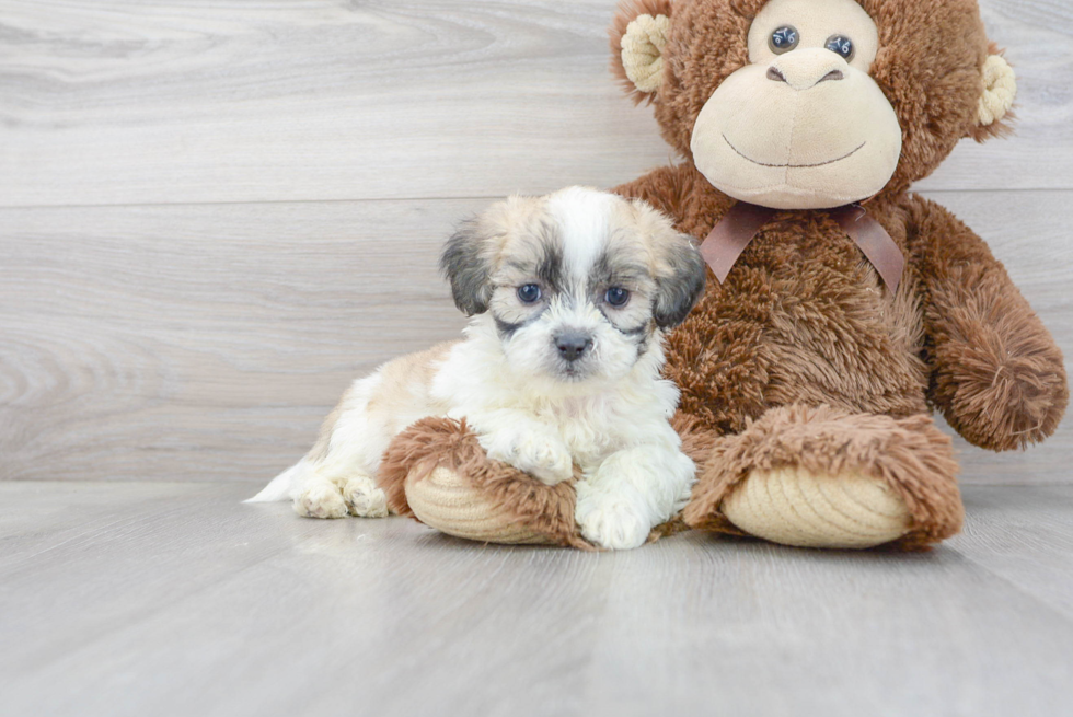 Popular Teddy Bear Designer Pup