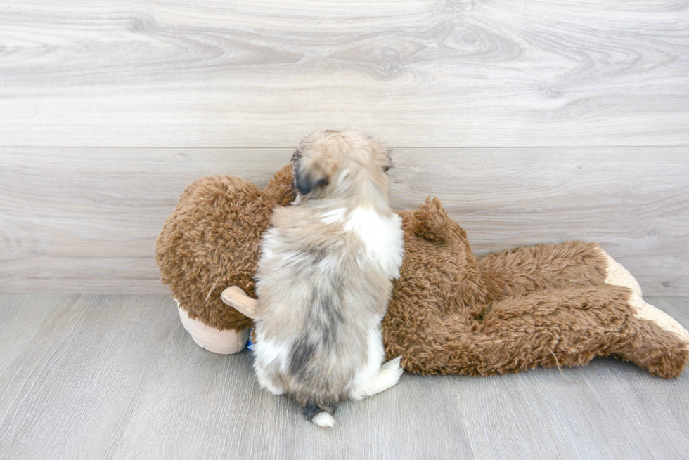 Teddy Bear Pup Being Cute