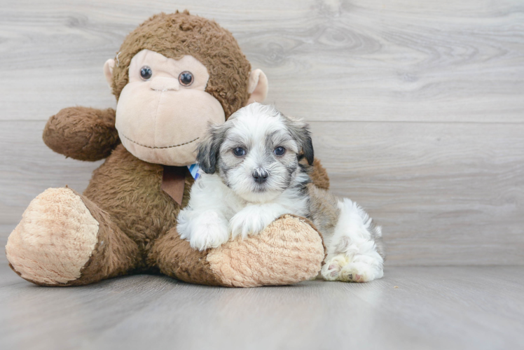 Fluffy Teddy Bear Designer Pup