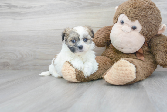 Teddy Bear Pup Being Cute