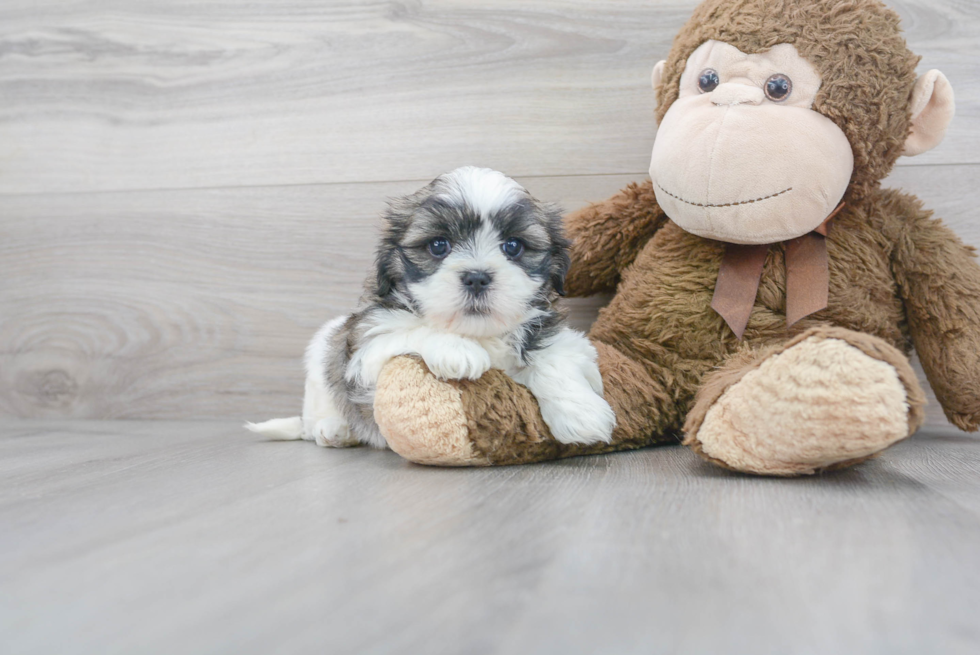 Teddy Bear Pup Being Cute