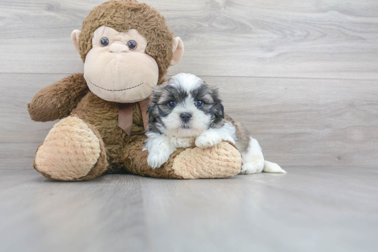 Teddy Bear Pup Being Cute