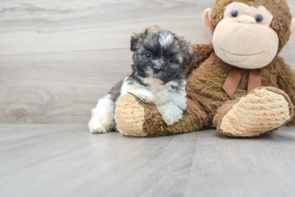 Popular Teddy Bear Designer Pup