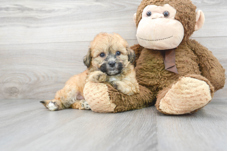 Teddy Bear Pup Being Cute