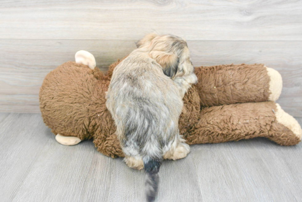 Teddy Bear Pup Being Cute