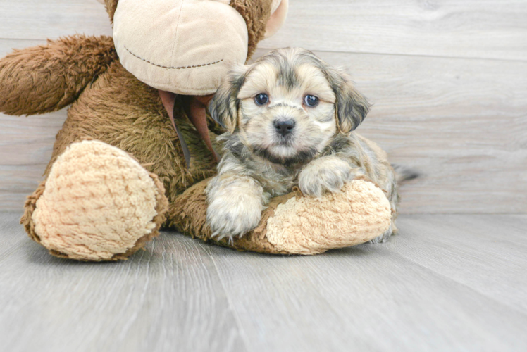 Fluffy Teddy Bear Designer Pup