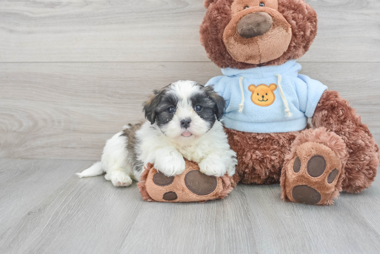 Fluffy Teddy Bear Designer Pup