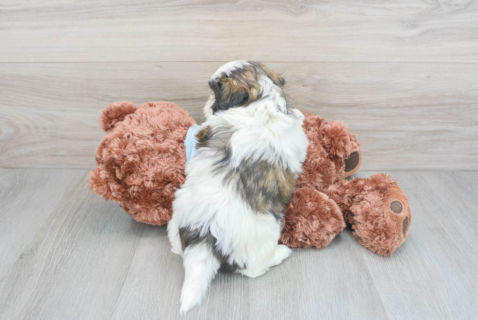 Teddy Bear Pup Being Cute