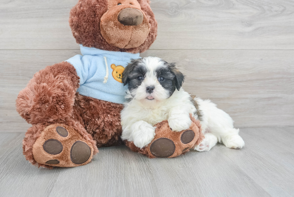 Little Shit Designer Puppy
