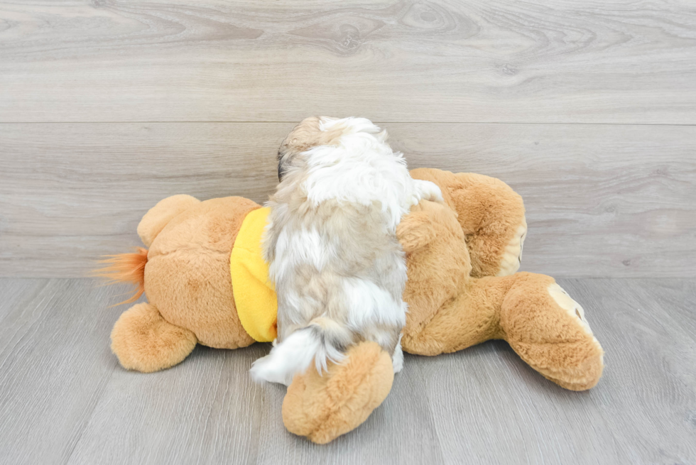 Teddy Bear Pup Being Cute