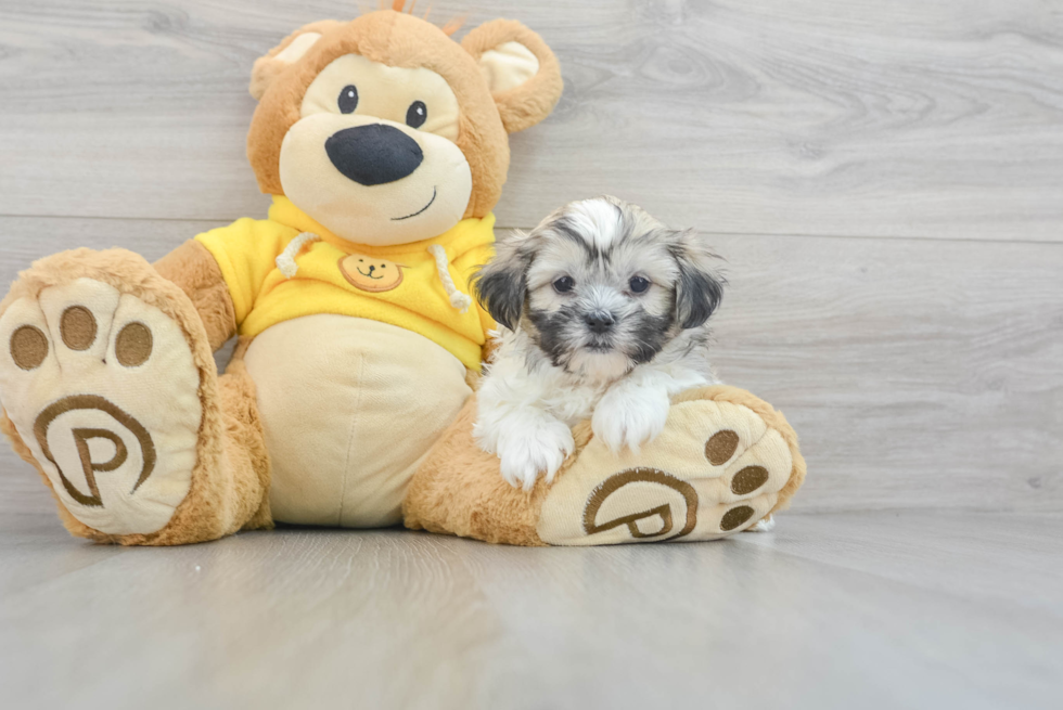 Best Teddy Bear Baby