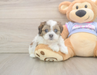 5 week old Teddy Bear Puppy For Sale - Premier Pups