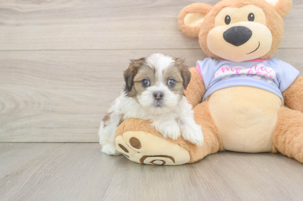 5 week old Teddy Bear Puppy For Sale - Premier Pups