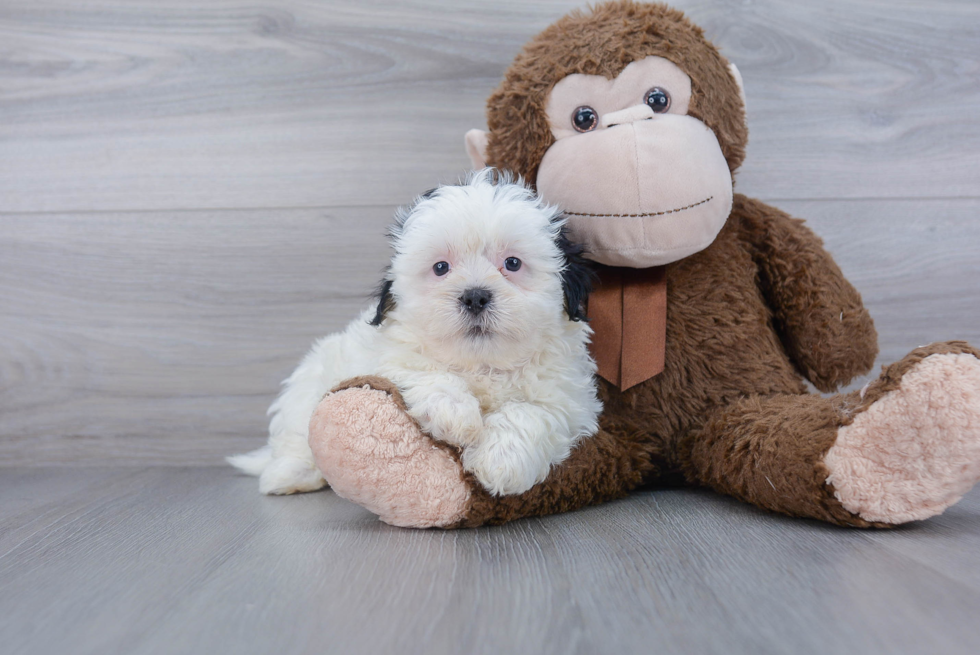 Fluffy Teddy Bear Designer Pup