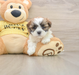 6 week old Teddy Bear Puppy For Sale - Premier Pups