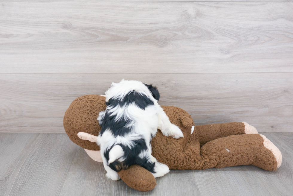 Teddy Bear Pup Being Cute