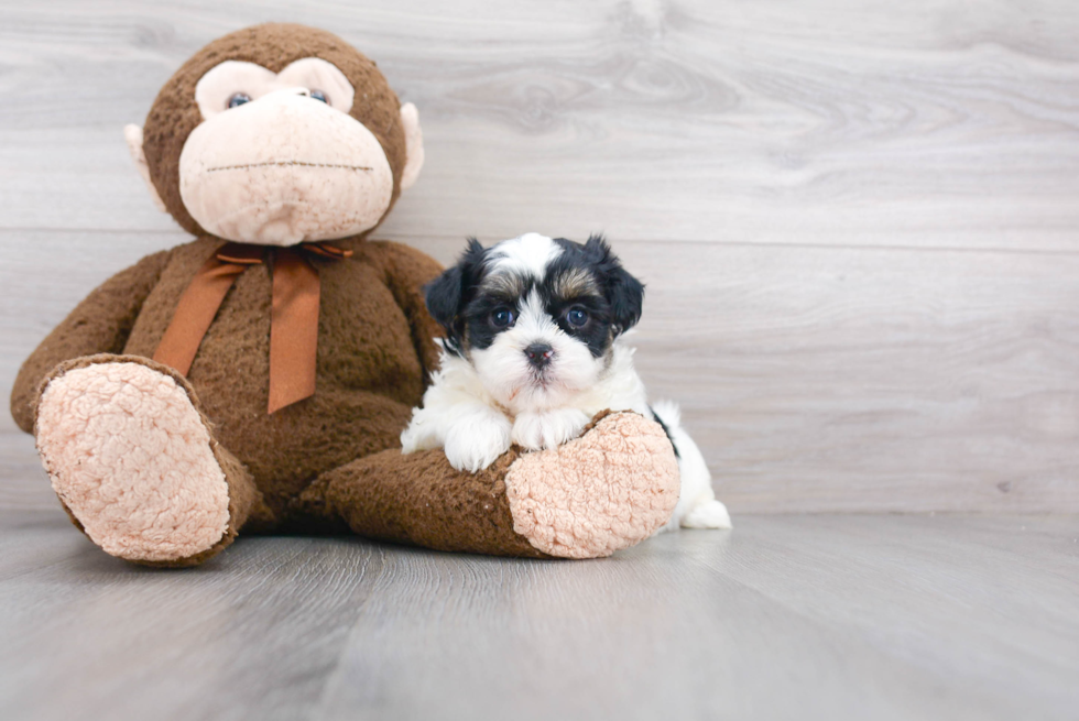 Smart Teddy Bear Designer Pup