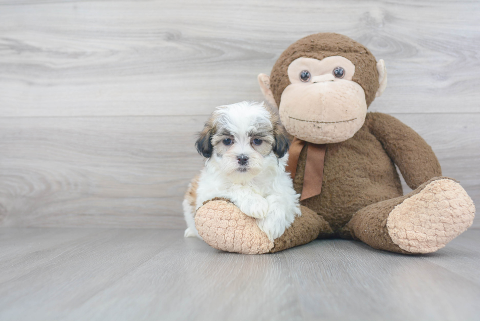 Popular Teddy Bear Designer Pup