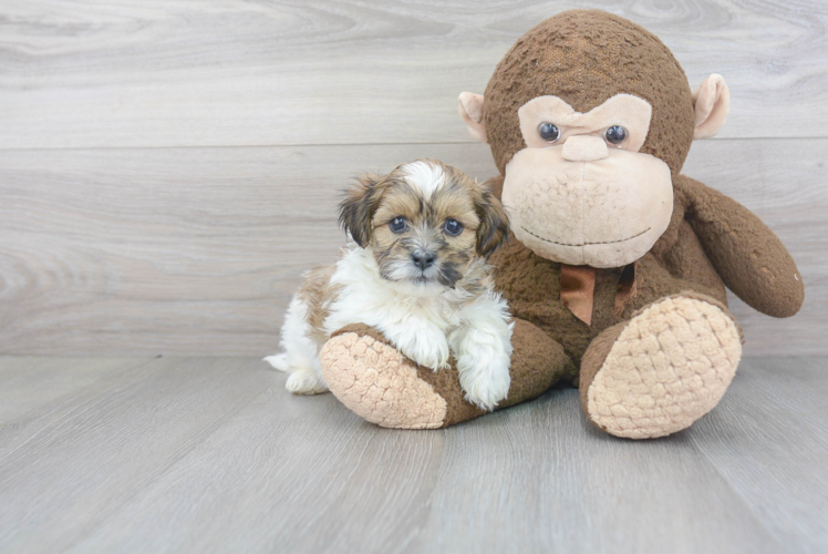 Teddy Bear Pup Being Cute