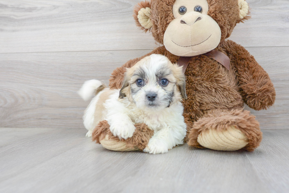 Teddy Bear Pup Being Cute