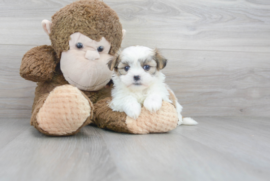 Teddy Bear Pup Being Cute