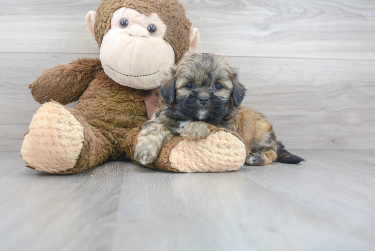 Teddy Bear Pup Being Cute