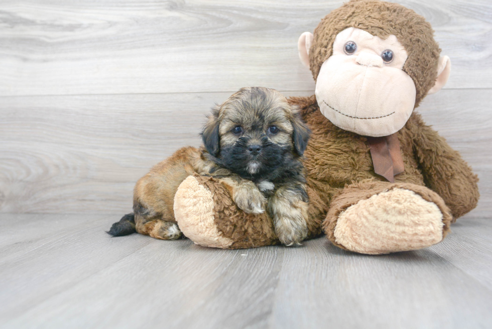 Cute Teddy Bear Baby