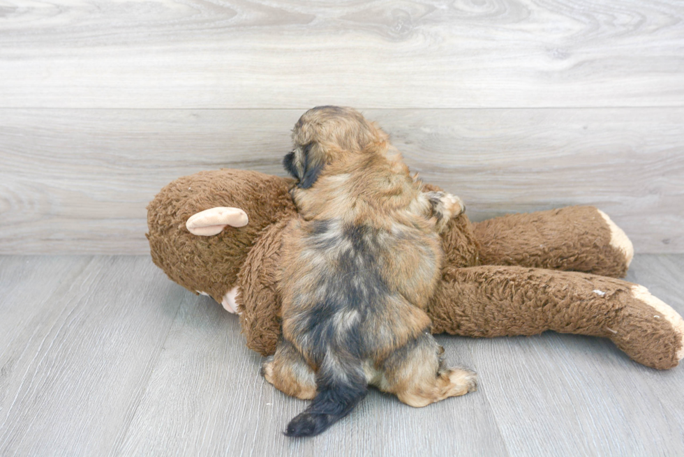 Cute Teddy Bear Baby