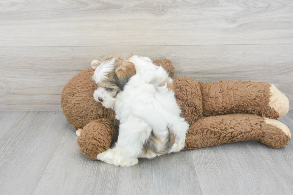 Popular Teddy Bear Designer Pup