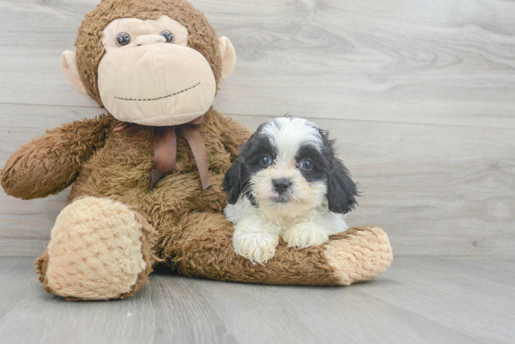 Teddy Bear Pup Being Cute