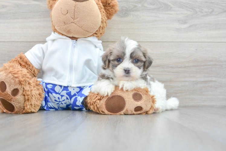 Teddy Bear Pup Being Cute