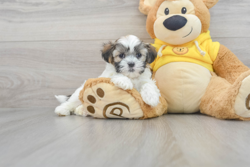 Funny Teddy Bear Designer Pup