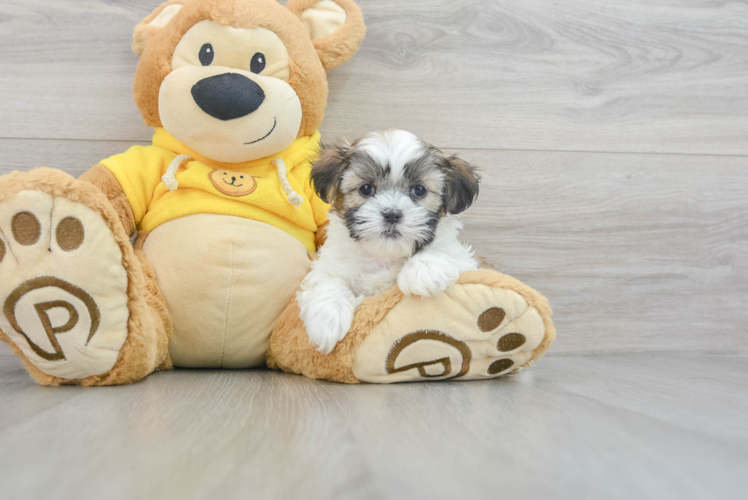 Teddy Bear Puppy for Adoption