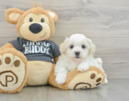 6 week old Teddy Bear Puppy For Sale - Premier Pups